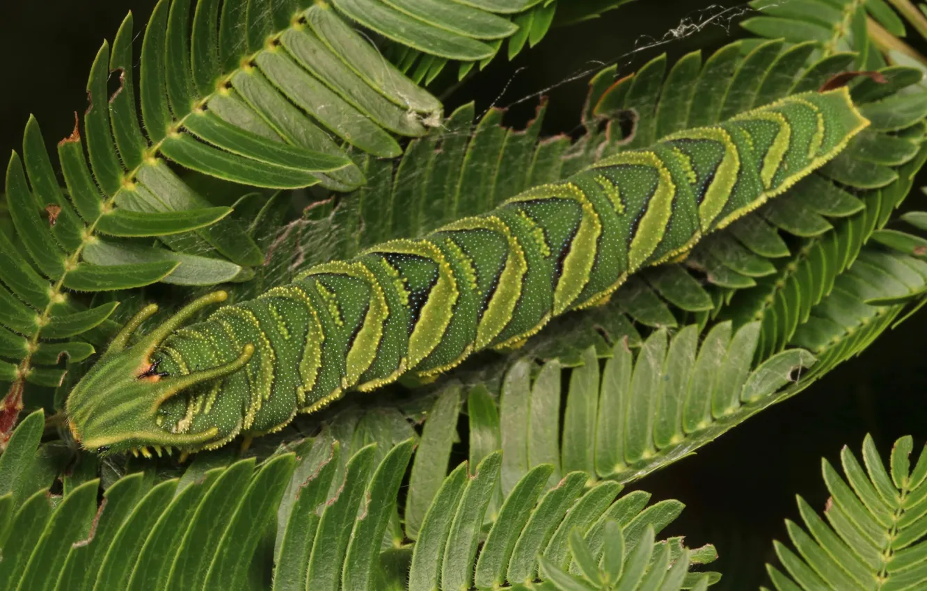 Photo wallpaper leaves, caterpillar, dragon