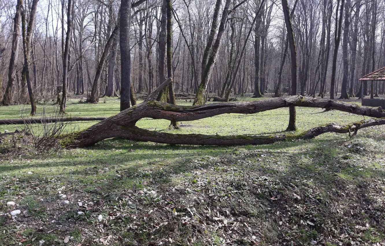 Photo wallpaper jungle, Iran, siakla