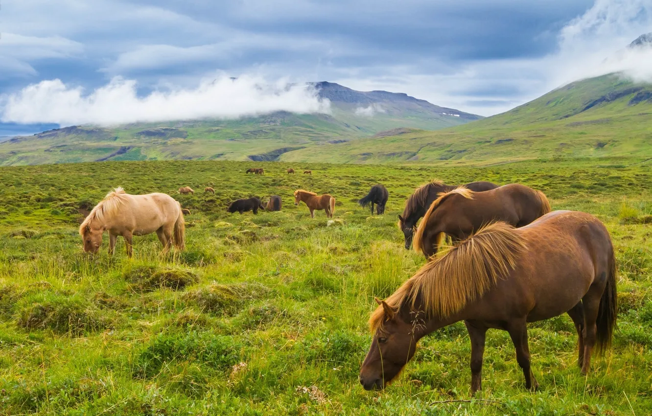 Photo wallpaper mountains, meadow, Iceland, Icelandic horses