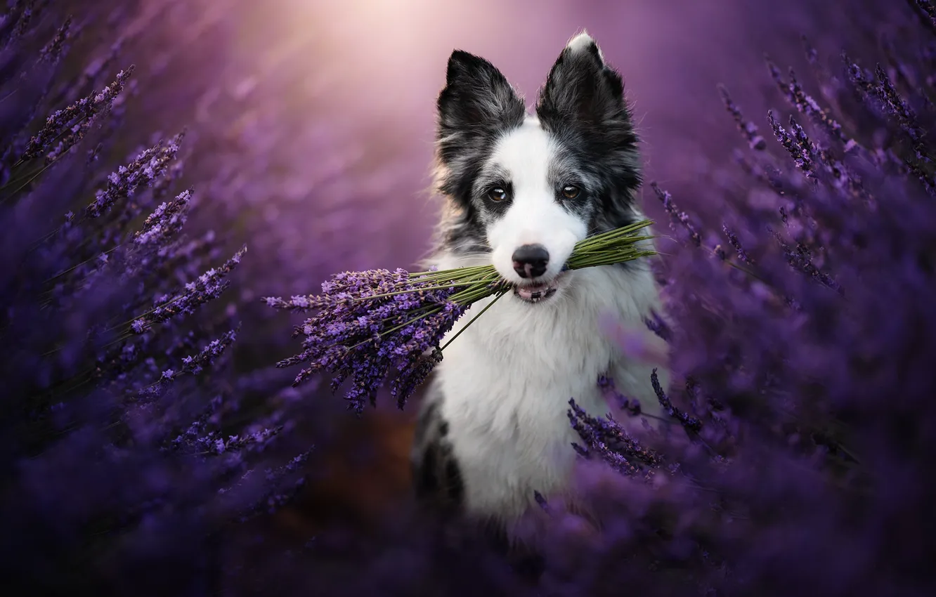 Photo wallpaper nature, dog, a bunch, lavender, dog, the border collie
