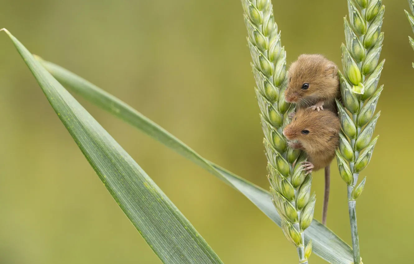 Photo wallpaper mouse, spikelets, a couple, baby
