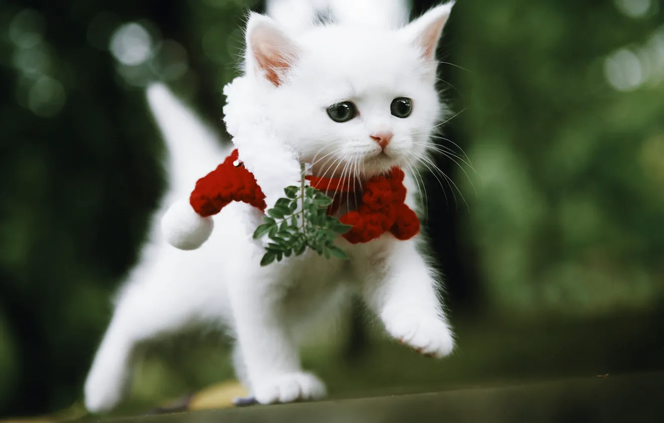Photo wallpaper cat, white, look, leaves, red, nature, pose, baby
