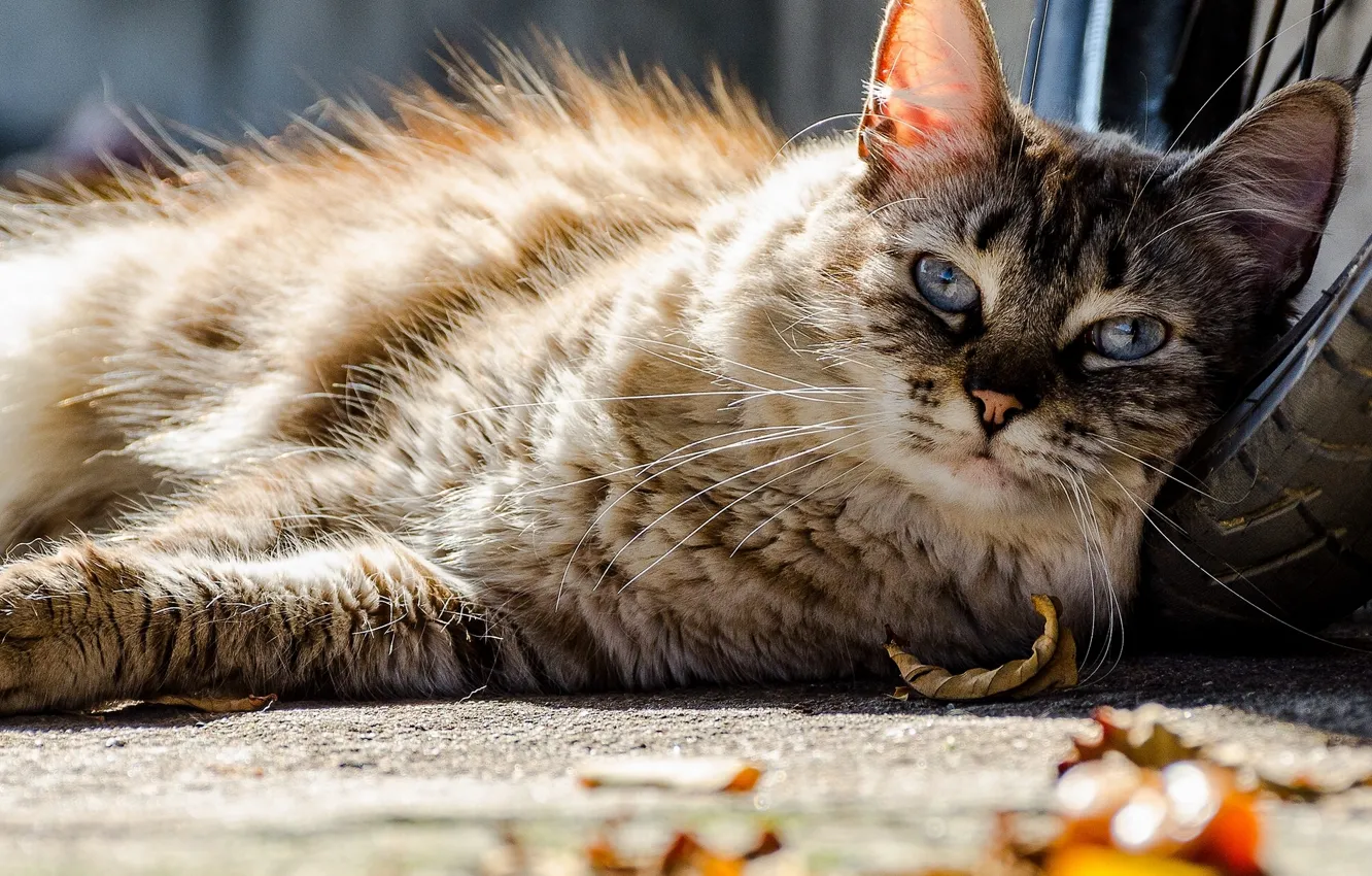 Photo wallpaper cat, look, fluffy