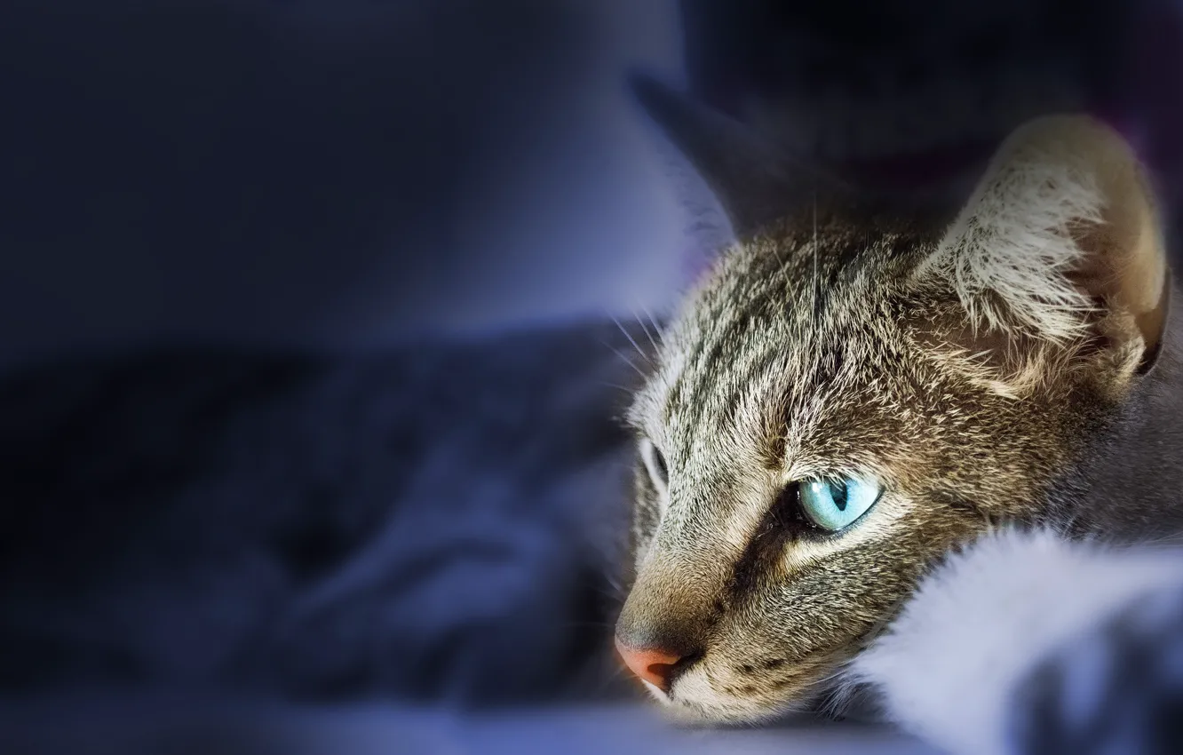Photo wallpaper cat, cat, look, face, blue, grey, background, portrait