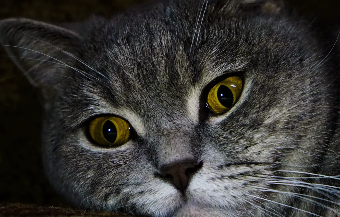 Photo wallpaper cat, eyes, cat, background, Wallpaper, portrait, British, grey cat