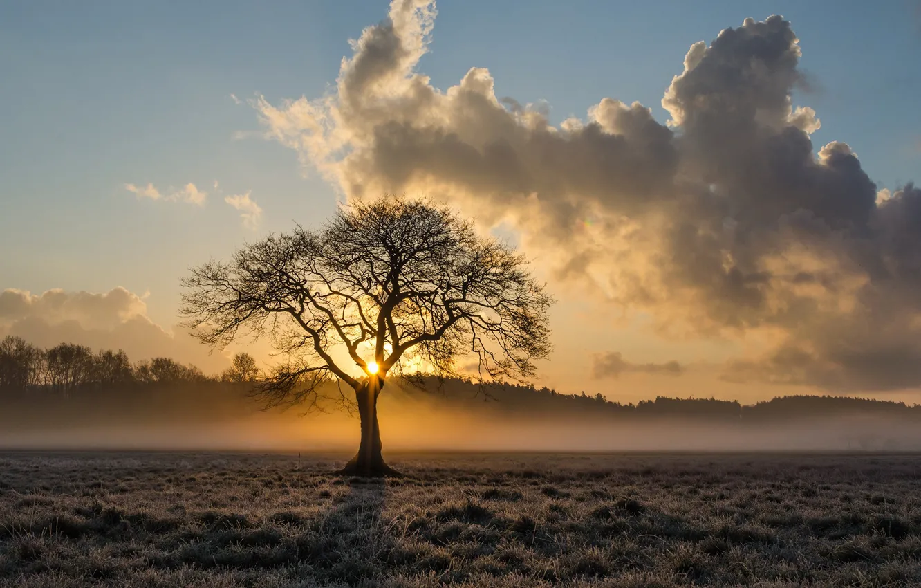 Photo wallpaper field, forest, the sky, the sun, clouds, trees, fog, dawn