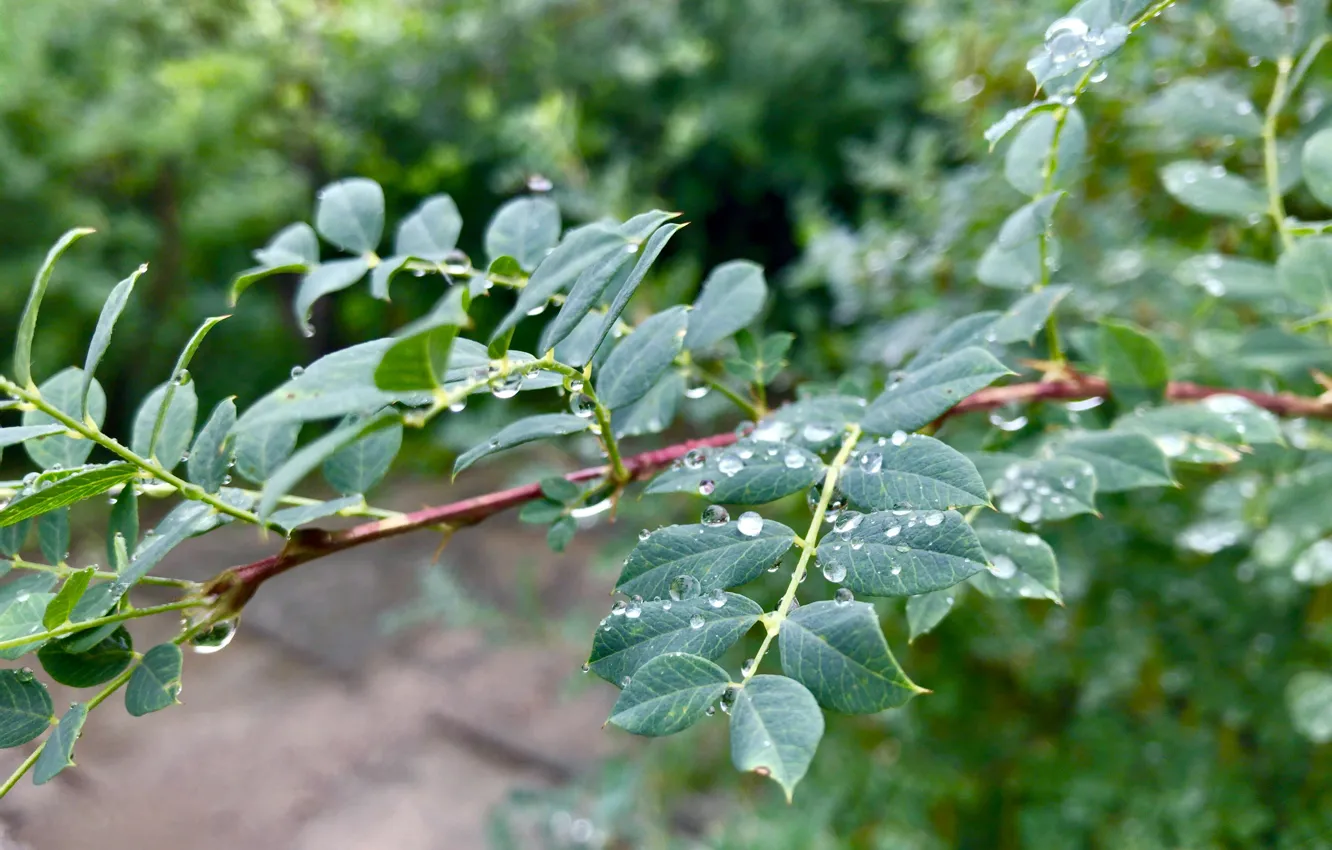 Photo wallpaper leaves, drops, macro, nature, rain