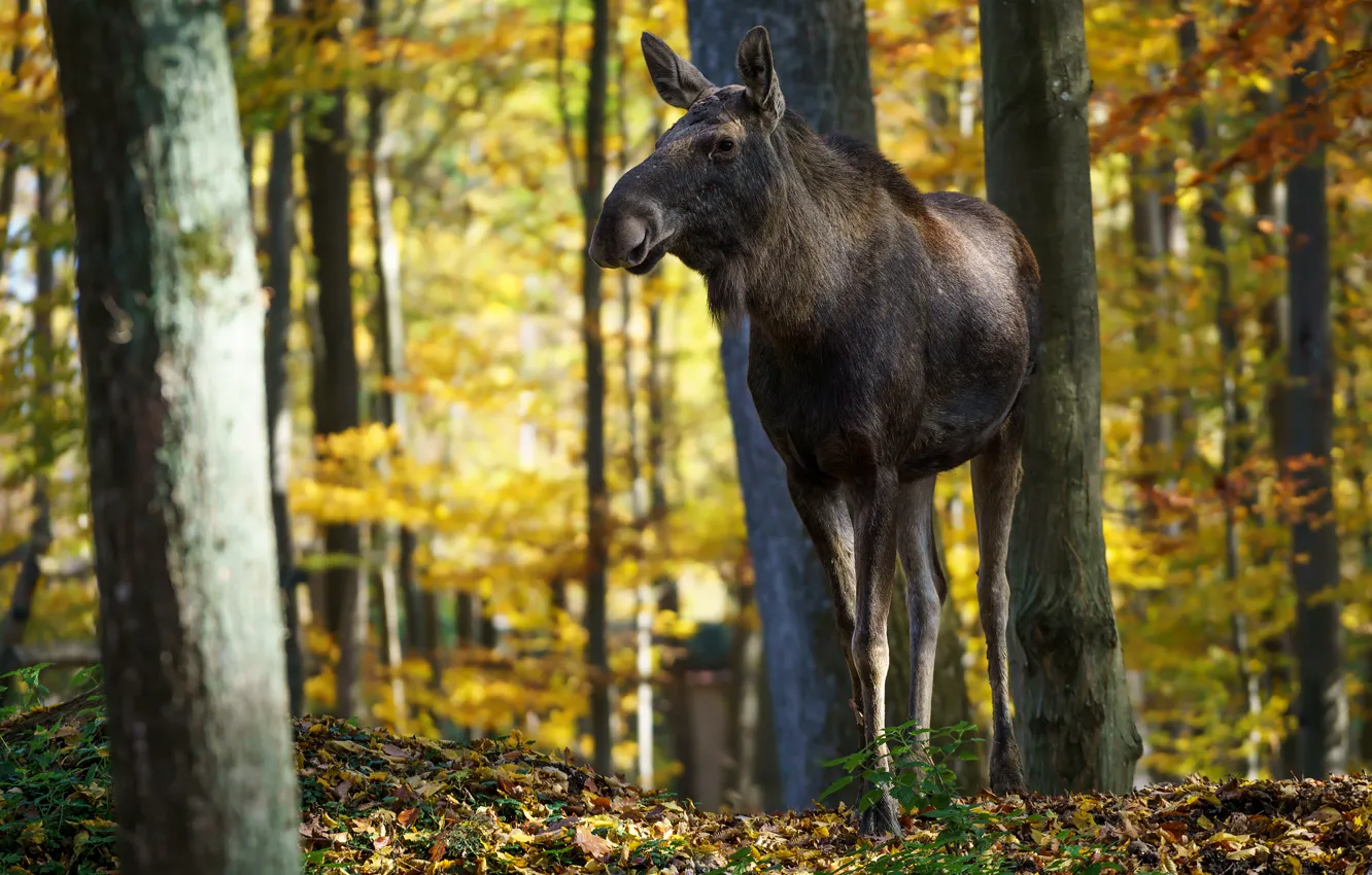 Photo wallpaper autumn, nature, moose