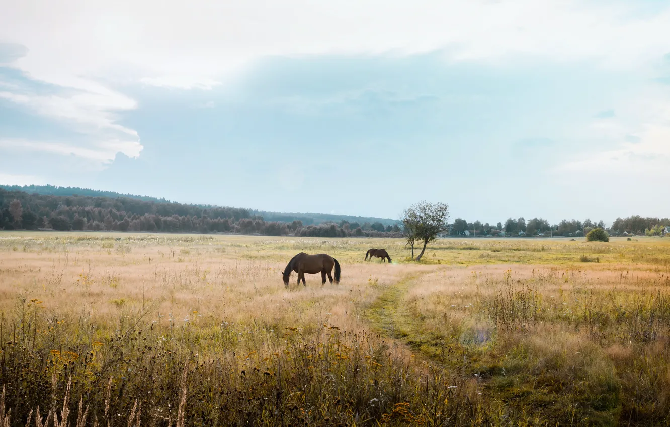 Photo wallpaper field, summer, the sky, the sun, landscape, sunset, nature, horse