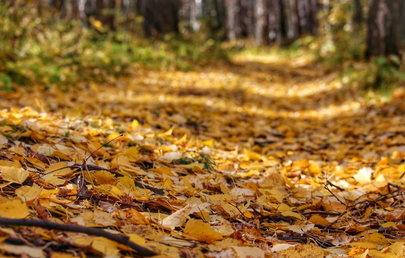 Photo wallpaper leaves, Autumn, track