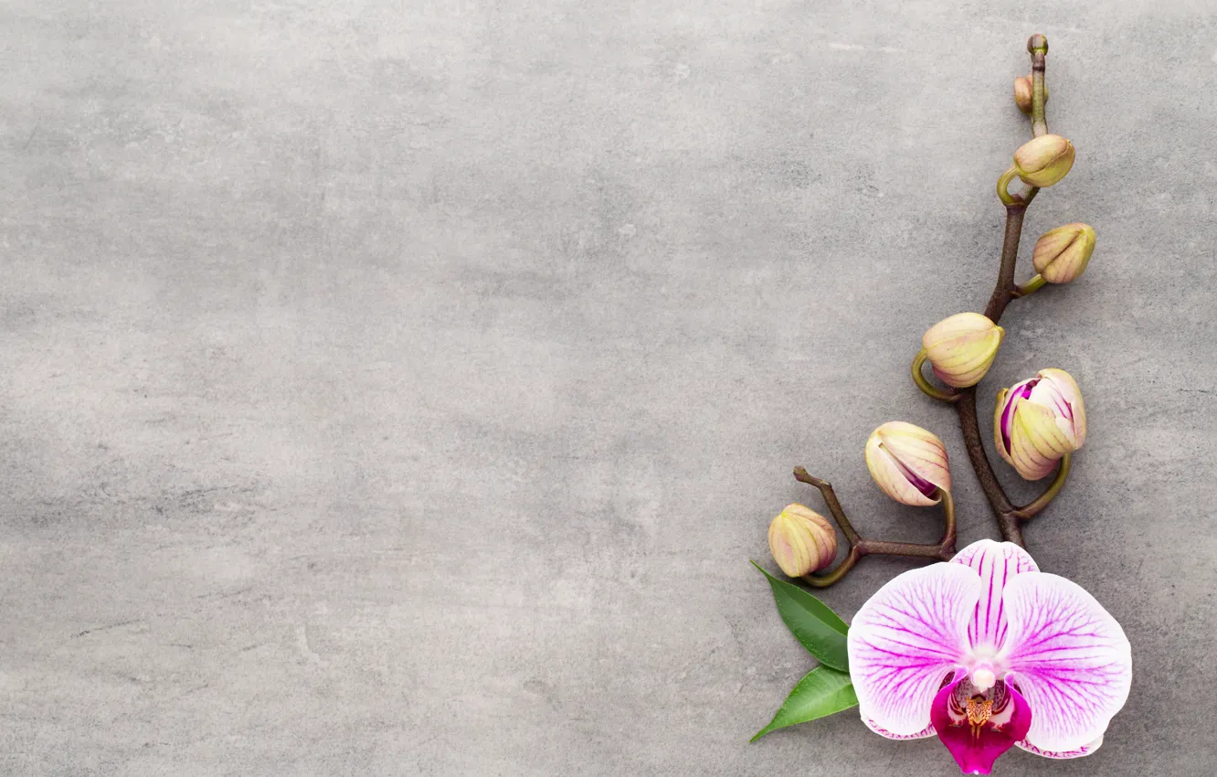 Photo wallpaper flower, Orchid, pink, orchid