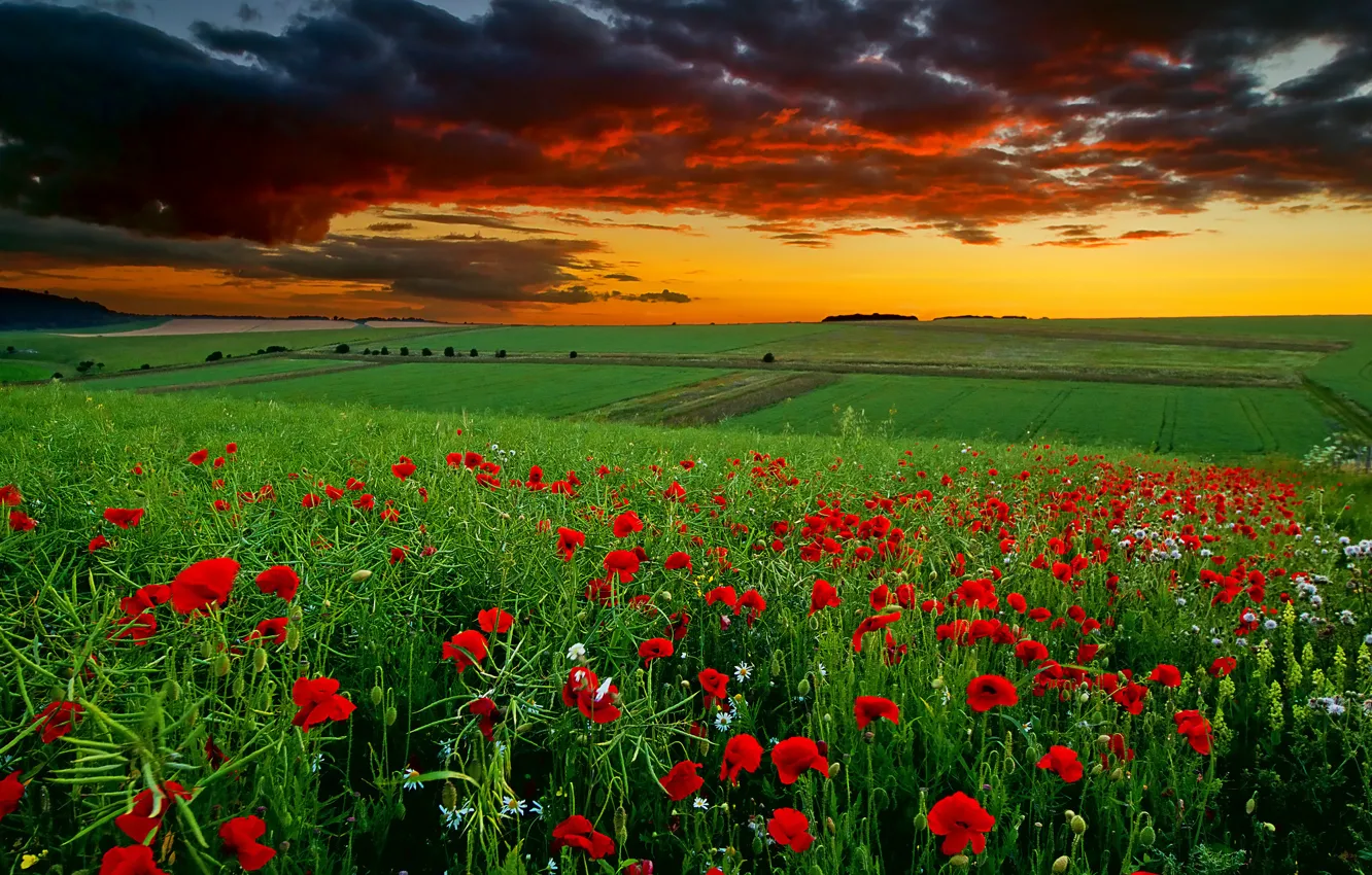 Wallpaper Field, Clouds, Sunset, Flowers, Maki, Chamomile For Mobile 