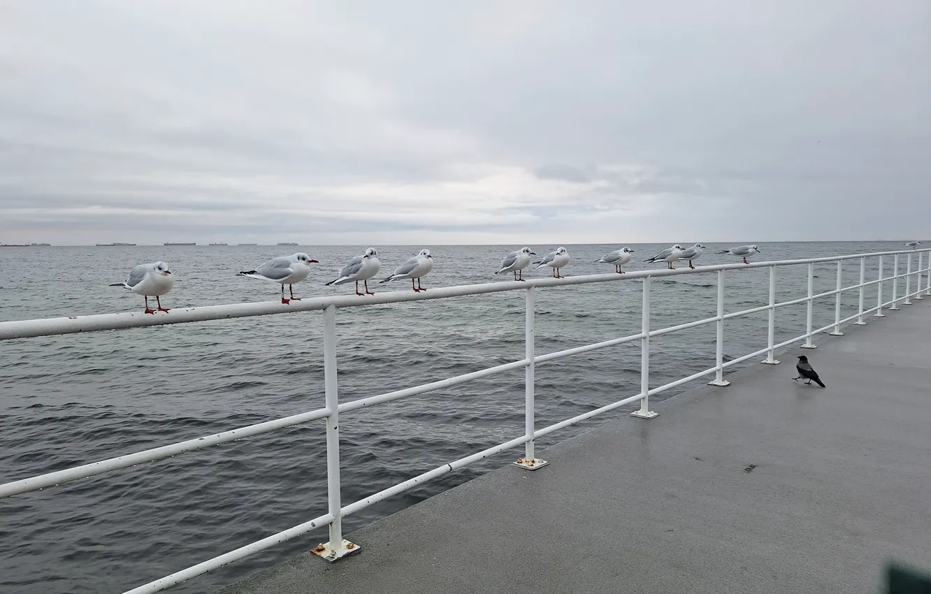 Photo wallpaper Sea, Gulls, handrail