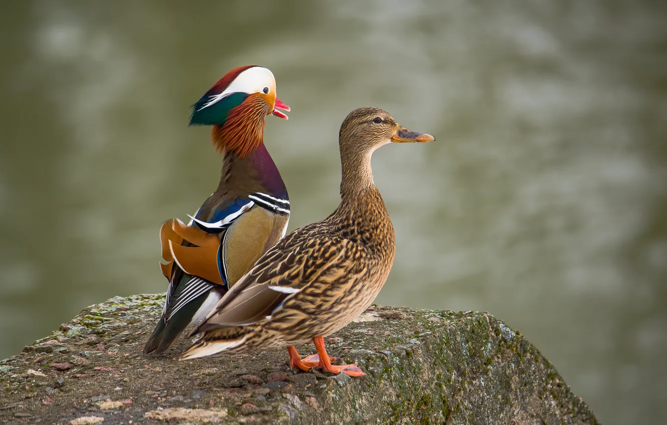 Photo wallpaper nature, background, duck, tangerine, Mallard, photohunt