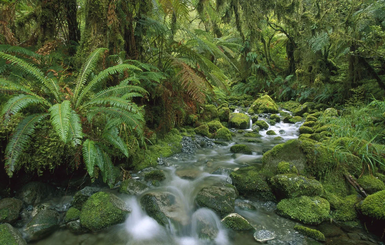 Photo wallpaper forest, trees, nature, stream, stones, moss, fern