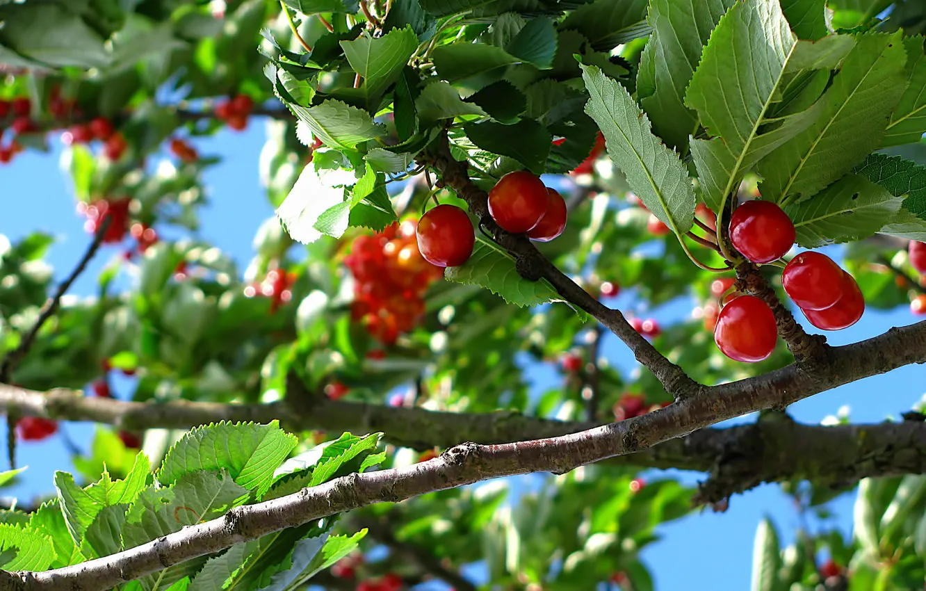 Photo wallpaper summer, leaves, branches, nature, cherry, berries, harvest, fruit