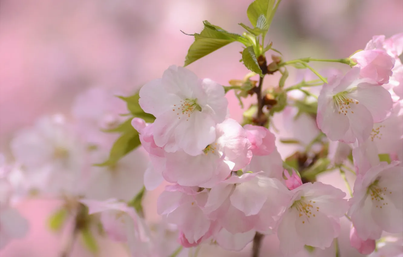 Photo wallpaper macro, cherry, branch, Sakura, flowering, flowers