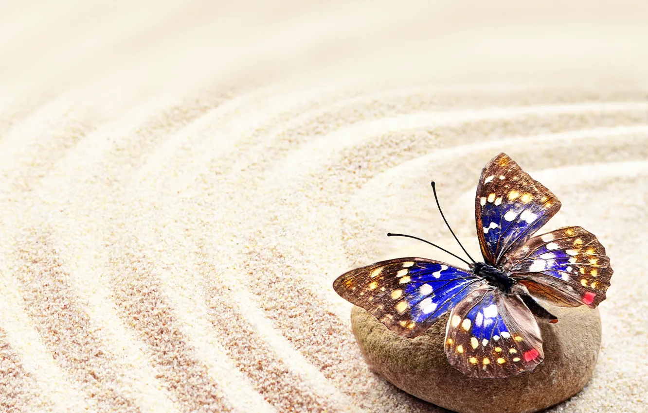 Photo wallpaper sand, stones, butterfly, stone, butterfly, sand
