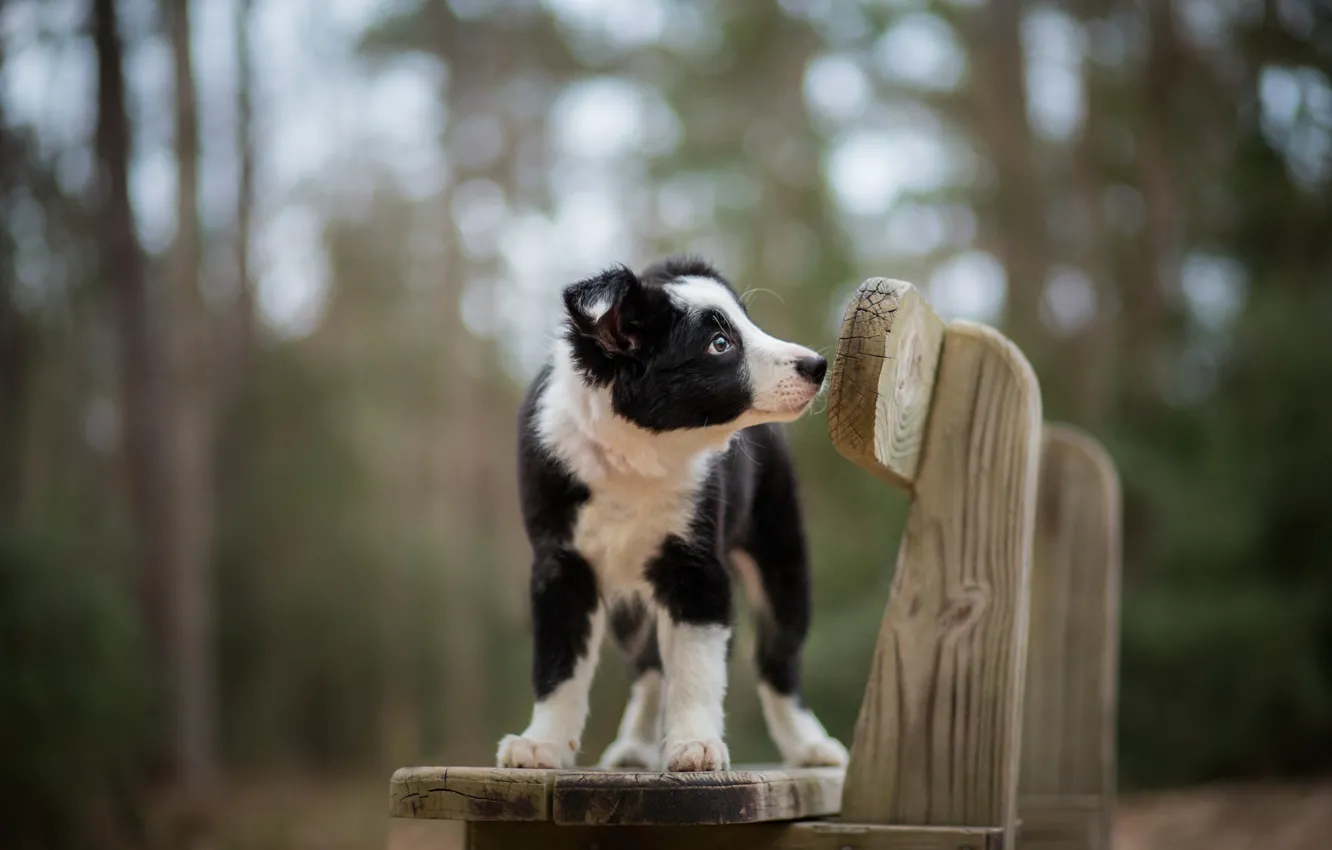 Photo wallpaper look, each, dog