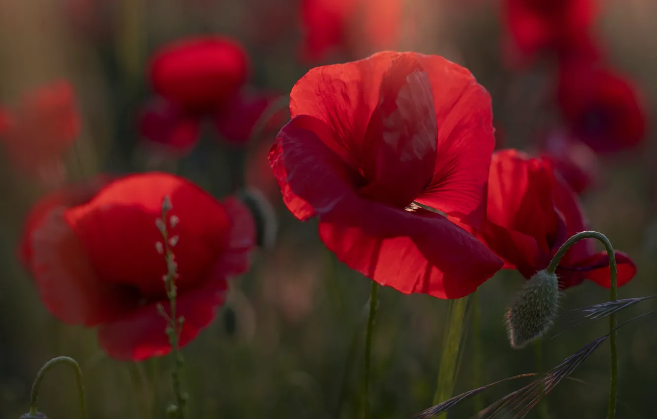 Photo wallpaper flowers, red, Maki