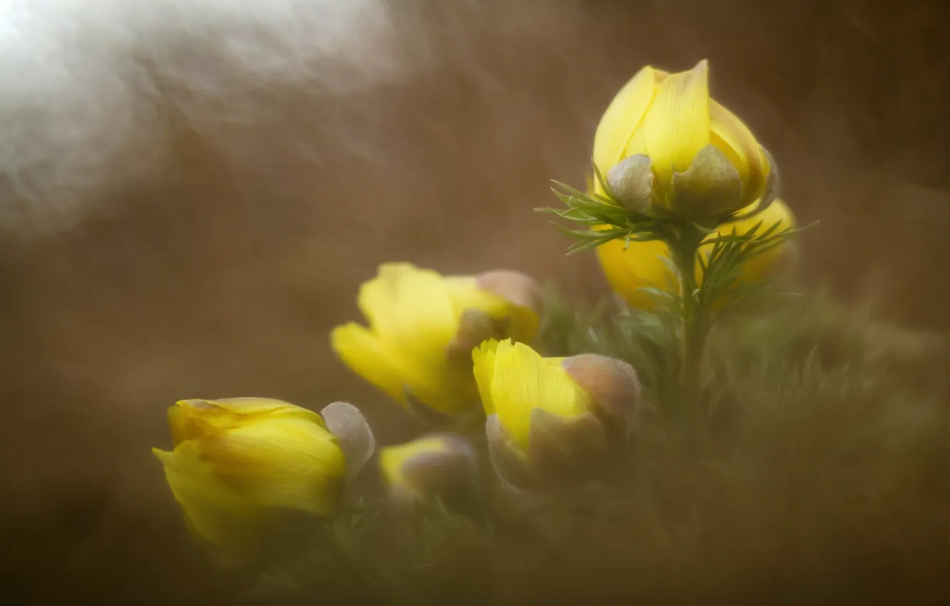 Photo wallpaper macro, flowers, spring
