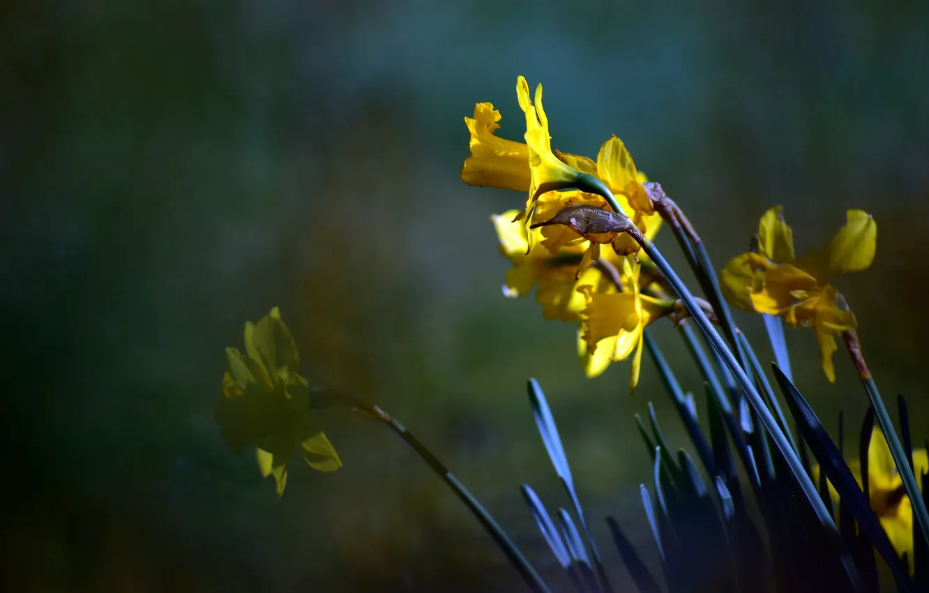 Photo wallpaper light, flowers, yellow, the dark background, spring, daffodils