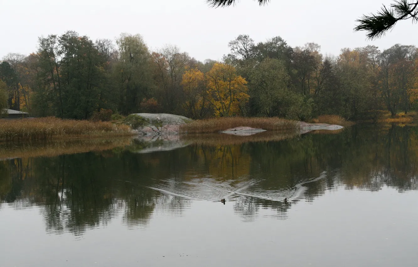 Photo wallpaper trees, lake, duck, Autumn, trees, autumn, lake, duck