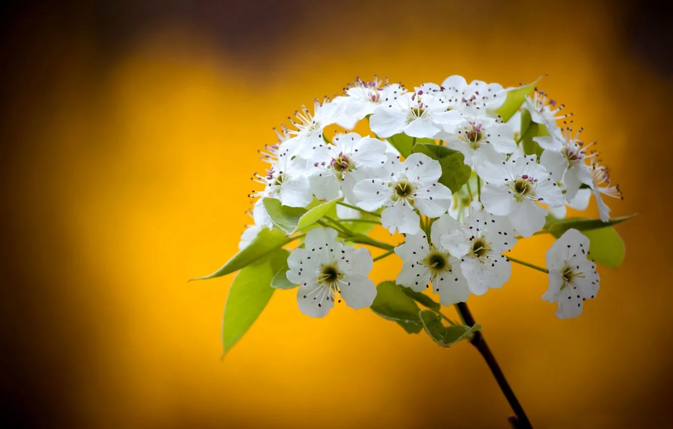 Photo wallpaper trees, flowers, branches, nature, petals