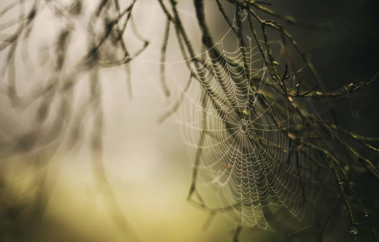 Photo wallpaper nature, fog, web