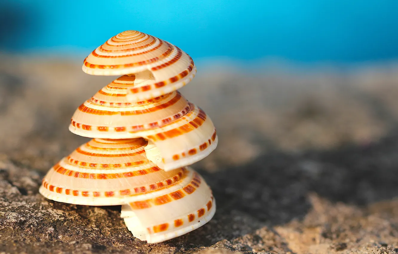 Photo wallpaper spiral, three, shell, pyramid, shell