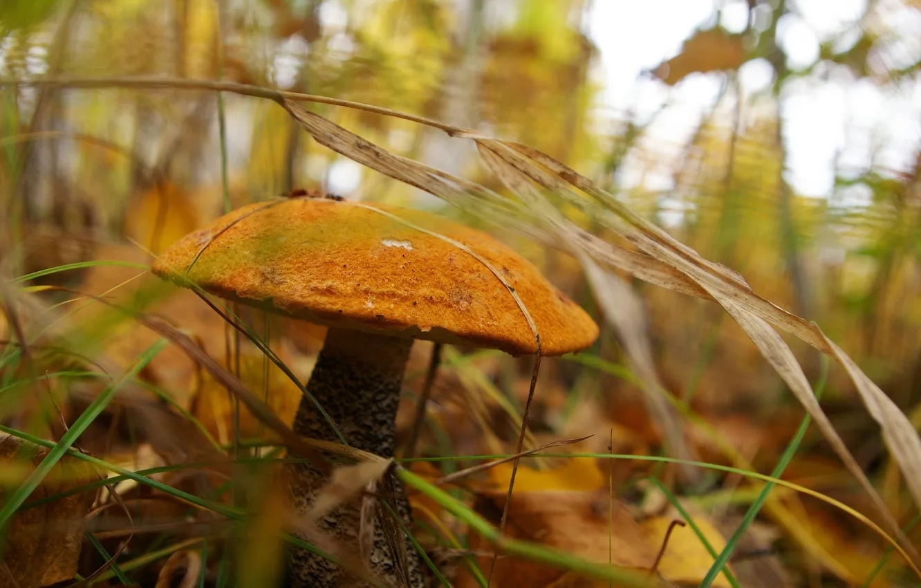 Photo wallpaper grass, mushrooms, boletus, bokeh
