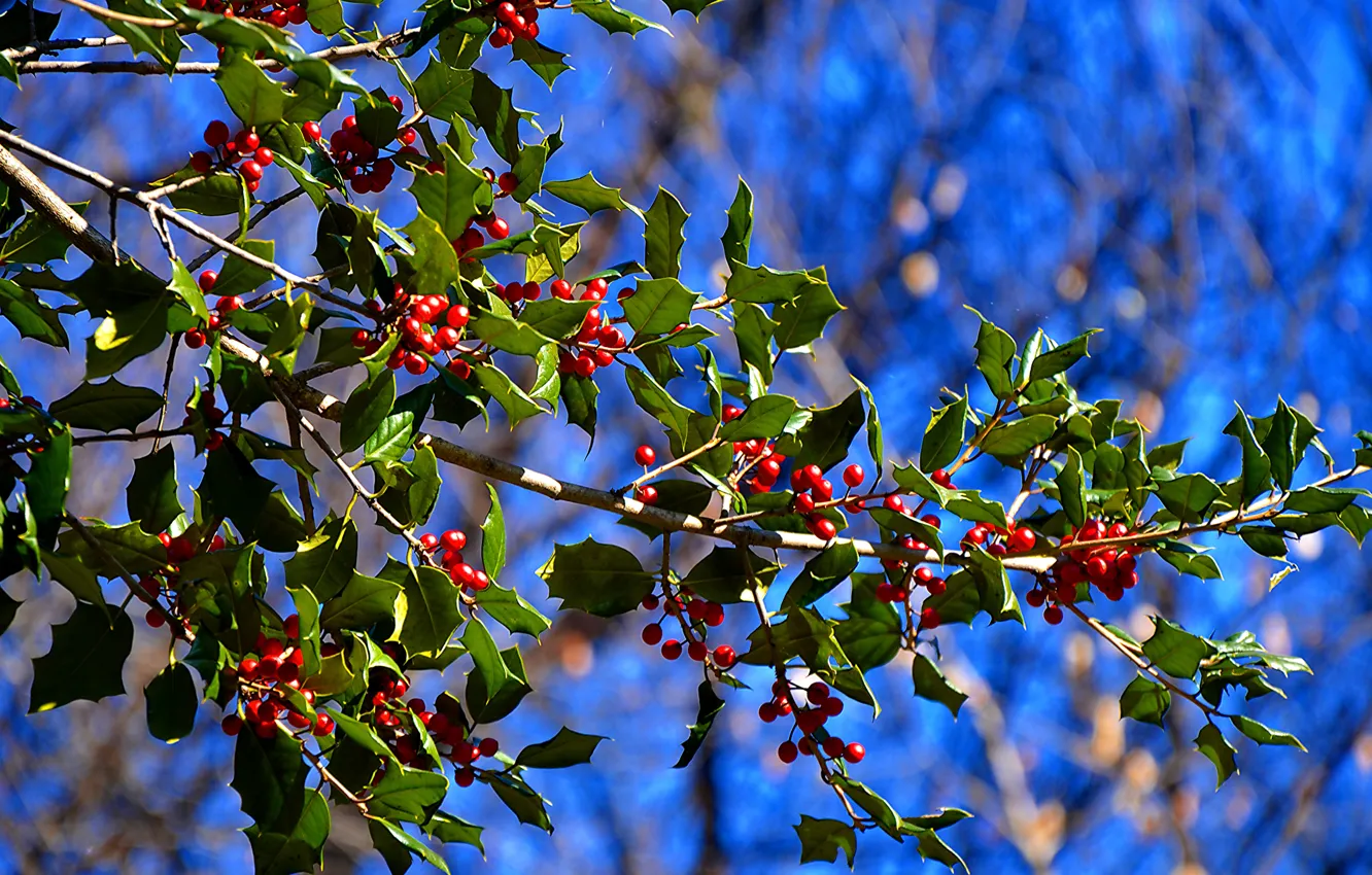 Photo wallpaper leaves, trees, branches, nature, berries