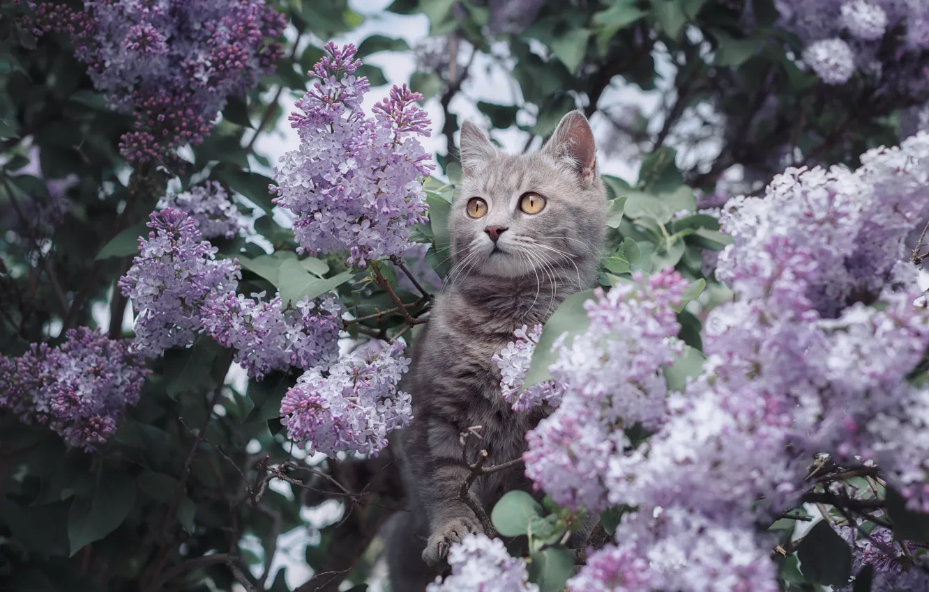 Photo wallpaper kitty, lilac, cat