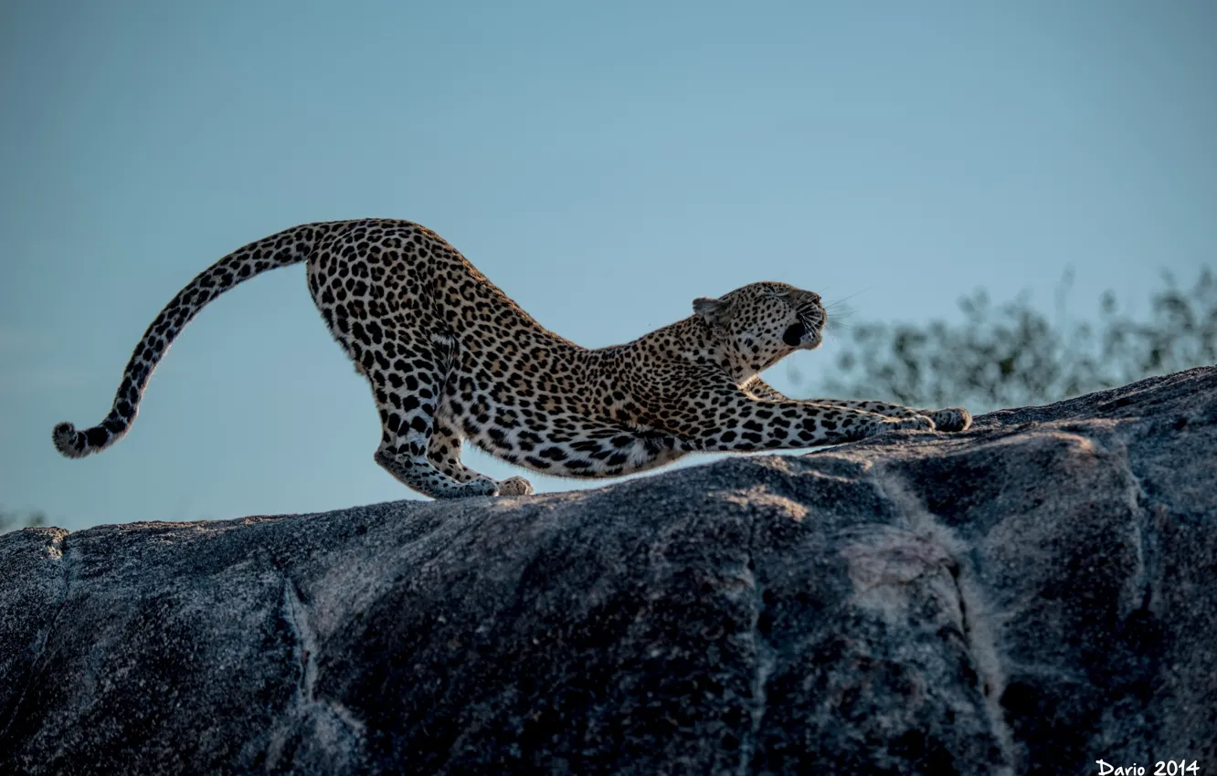 Photo wallpaper pose, predator, paws, spot, leopard, profile, wild cat, stretching
