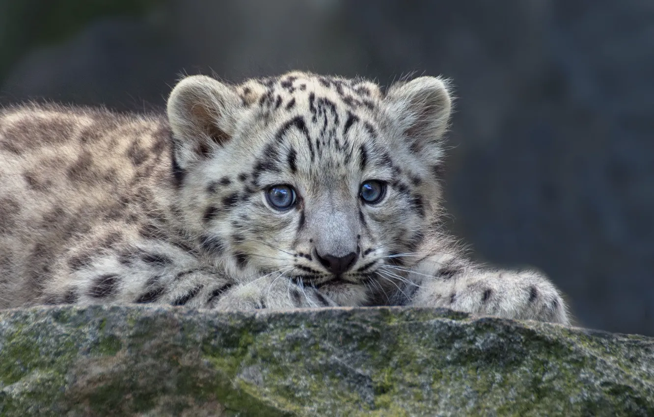 Photo wallpaper baby, IRBIS, snow leopard