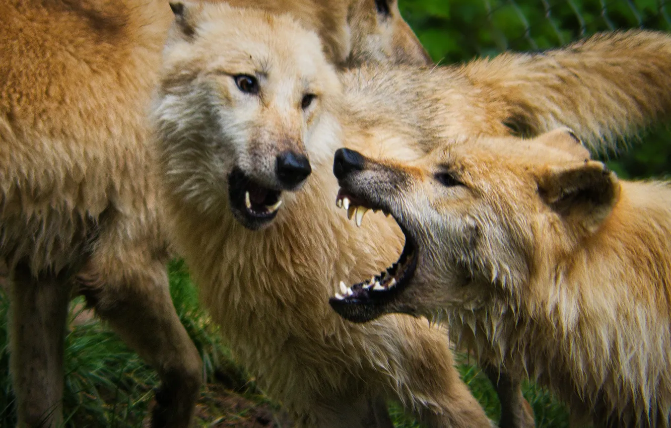 Photo wallpaper Predator, nature, snow, face, animal, wolf, wolves, canis lupus