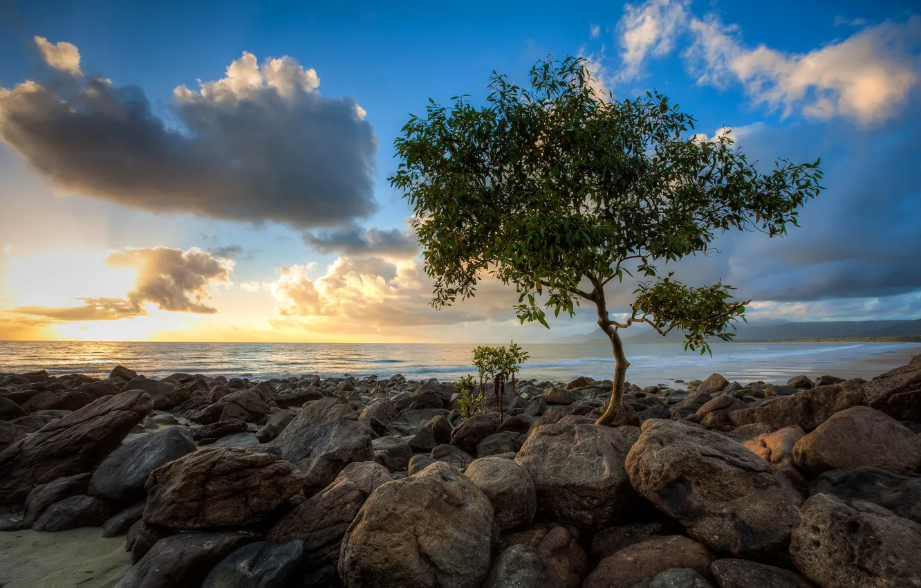 Photo wallpaper sea, the sky, clouds, sunset, stones, tree