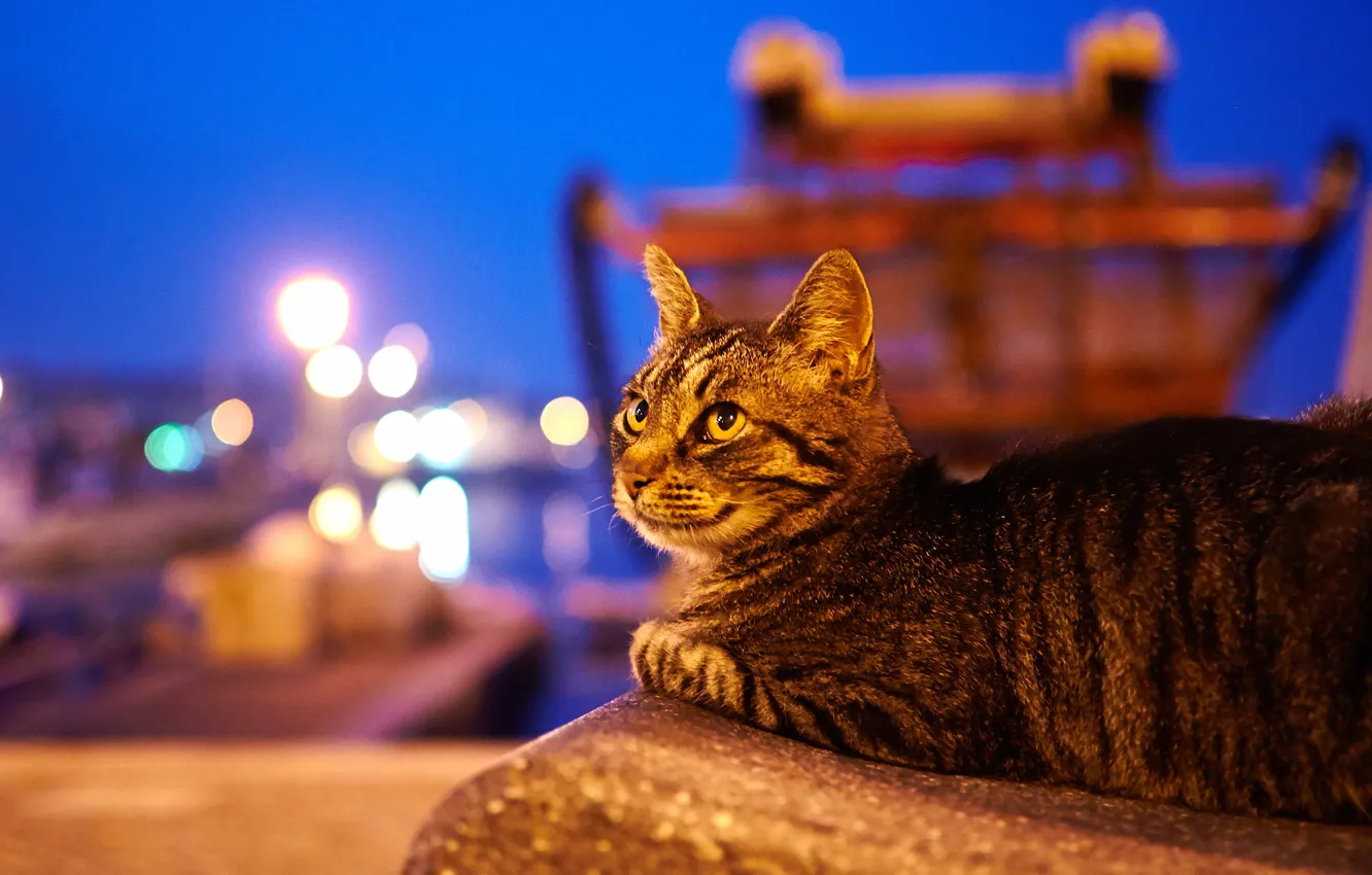 Photo wallpaper cat, animals, cat, look, the city, lights, the evening, twilight