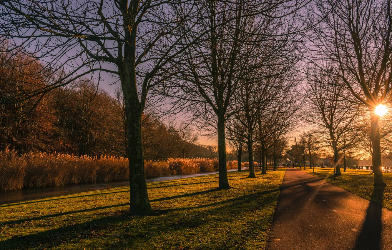 Photo wallpaper road, autumn, the sun, light, trees, Park, branch, track
