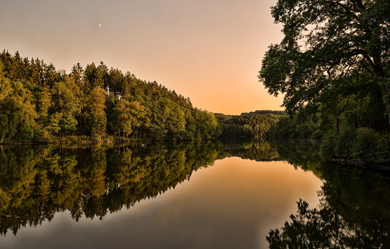 Photo wallpaper forest, the sky, grass, clouds, trees, landscape, sunset, nature