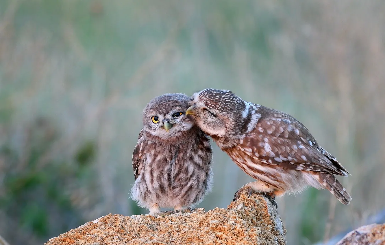 Photo wallpaper owl, bird, a couple, owl, two owls
