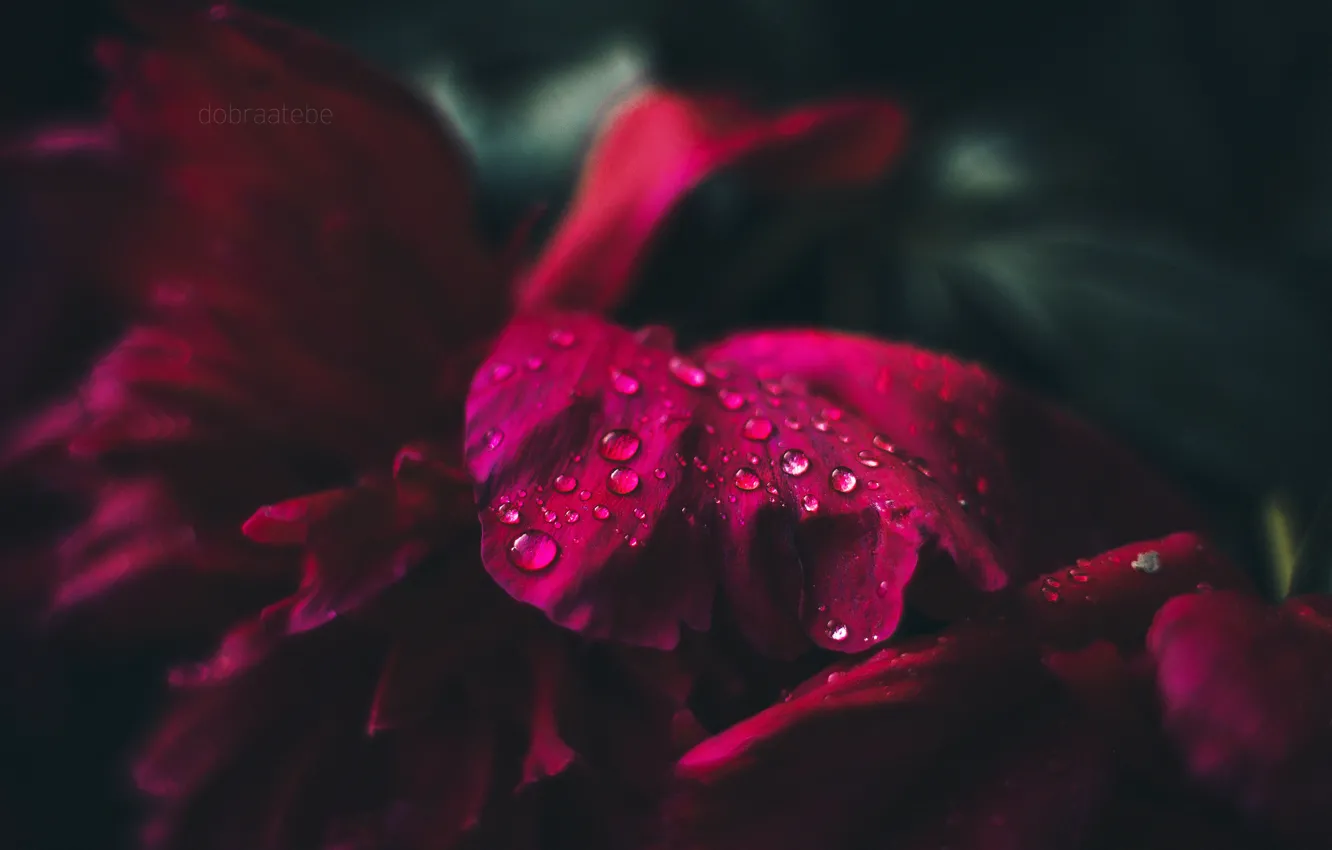 Photo wallpaper summer, drops, macro, roses, petals, dobraatebe