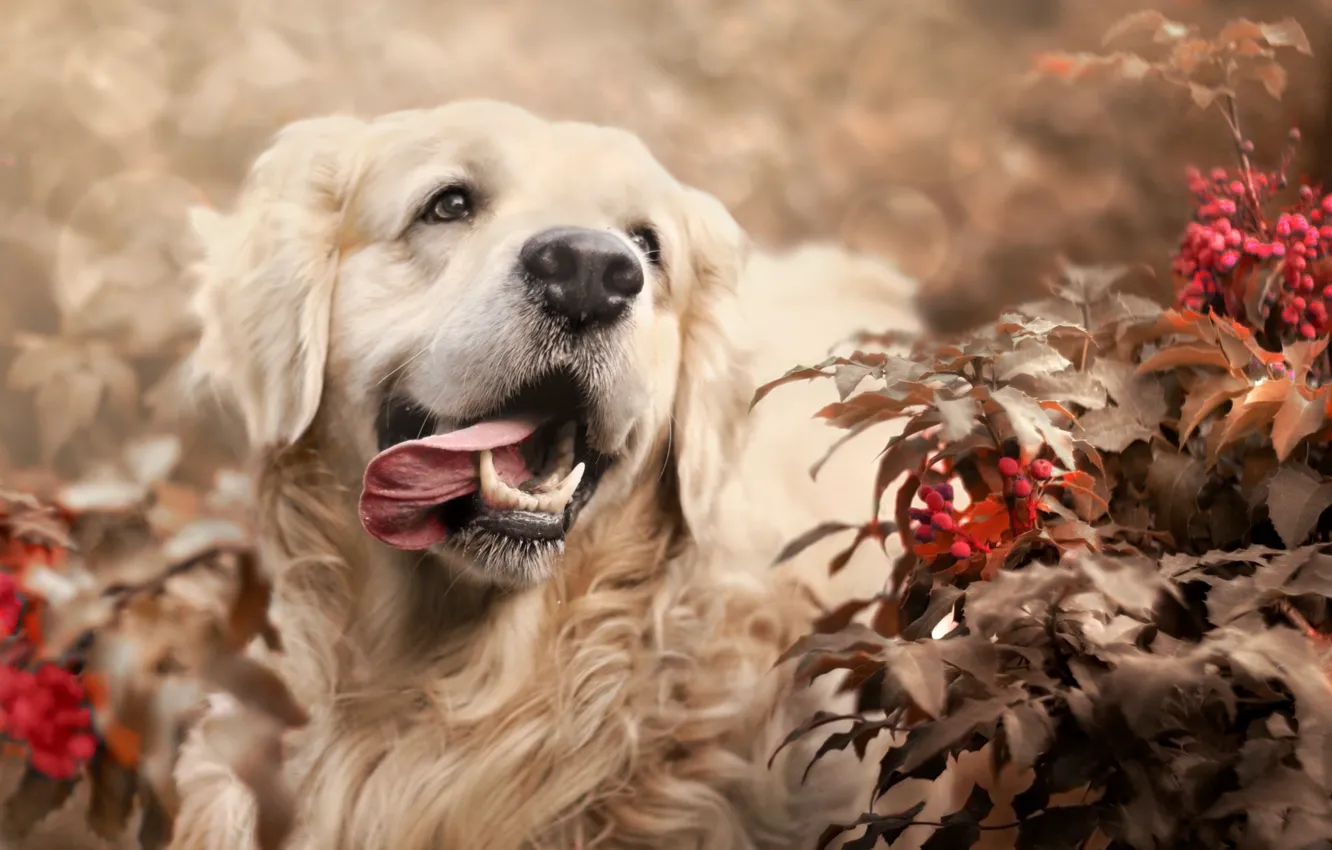 Photo wallpaper leaves, branches, nature, berries, animal, dog, dog, bokeh