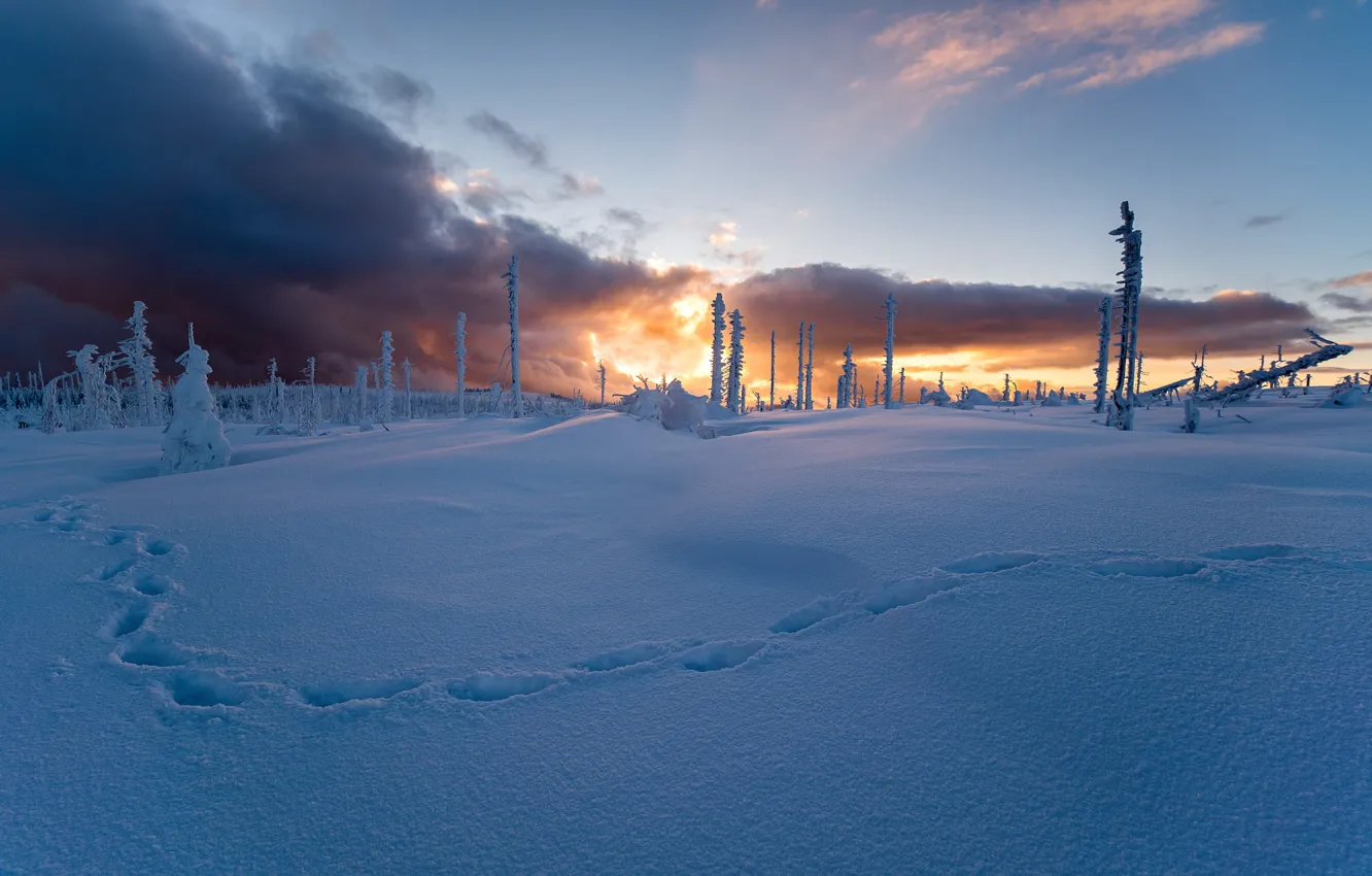 Photo wallpaper winter, field, forest, the sky, the sun, snow, sunset, traces