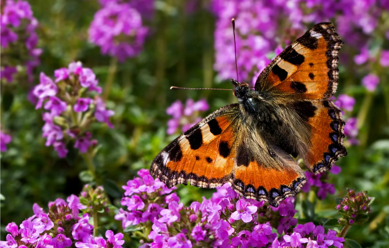 Photo wallpaper summer, flowers, butterfly, wings, insect
