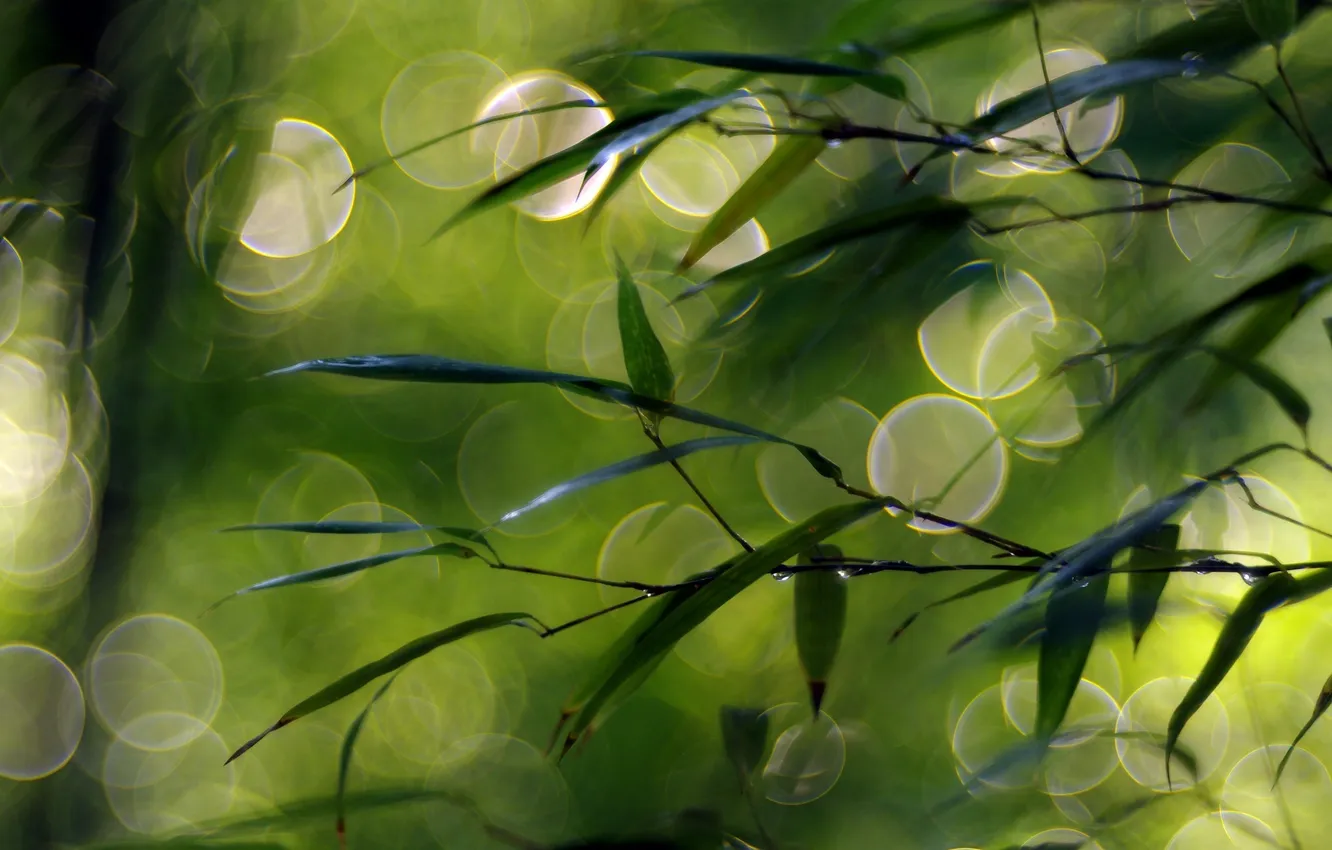 Photo wallpaper greens, leaves, drops, macro, photo, background, stems, Wallpaper