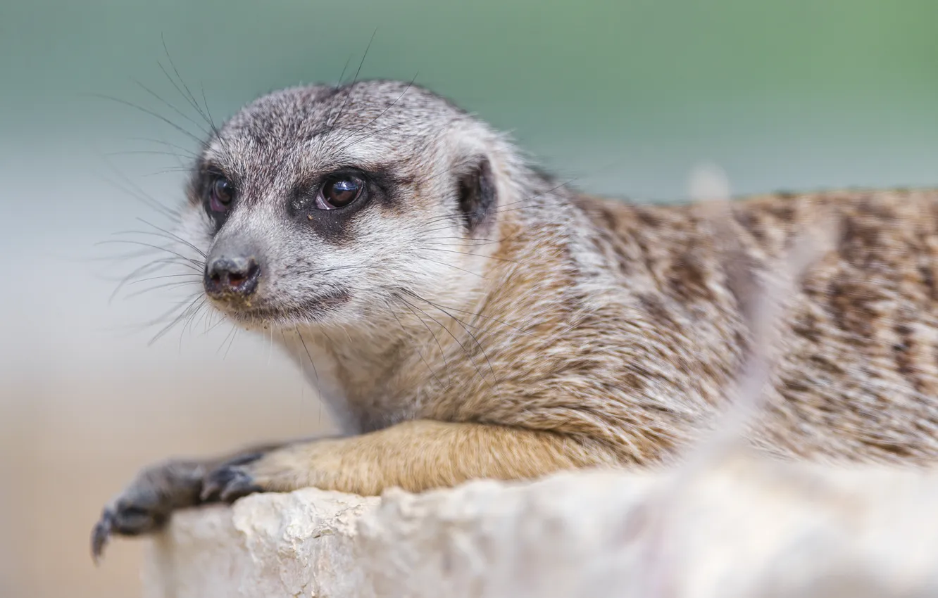 Photo wallpaper look, face, meerkats, ©Tambako The Jaguar