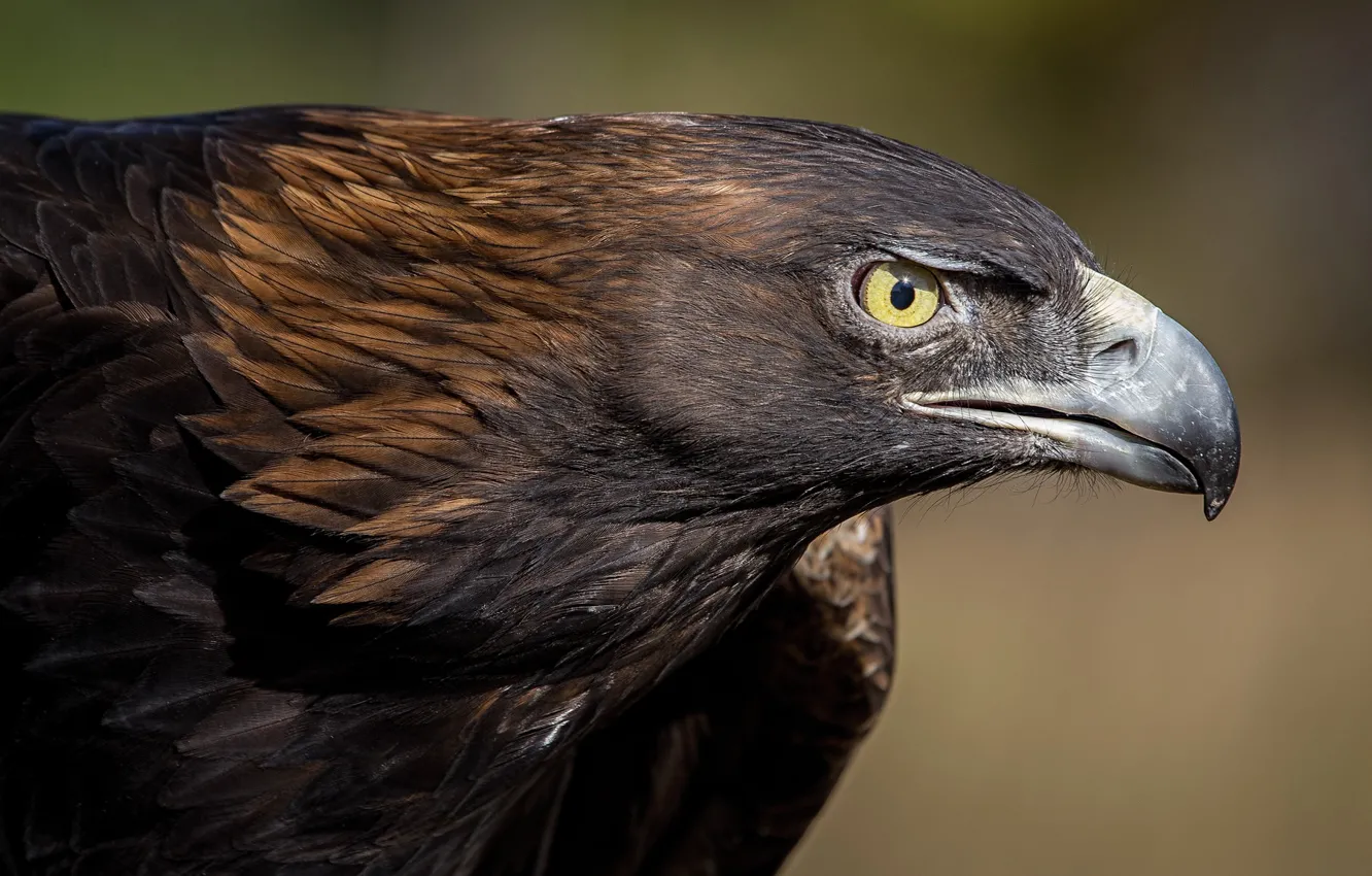 Photo wallpaper eyes, bird, predator, beak, eagle
