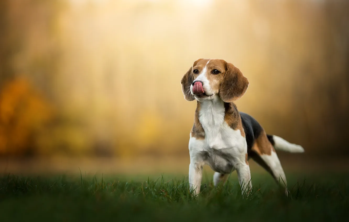 Photo wallpaper grass, dog, puppy, bokeh, Beagle