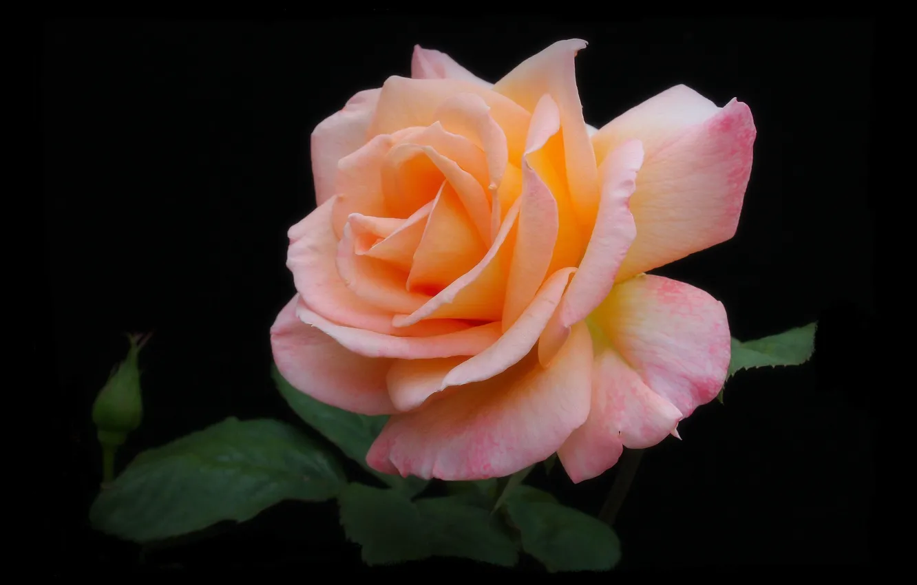 Photo wallpaper leaves, roses, petals, black background
